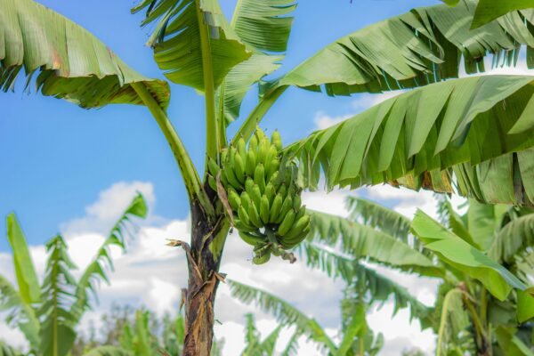 Cultivation of bananas on the roof