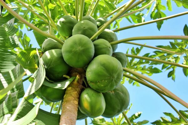 Cultivation of papaya on the roof