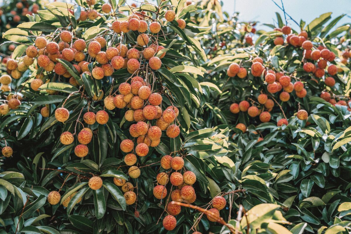 Cultivation of litchi in roof gardens