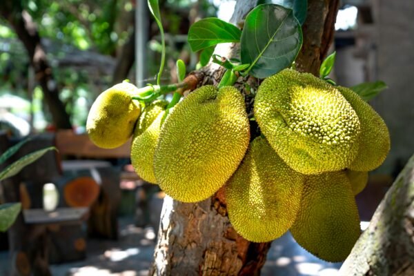 Perennial jackfruit cultivation on the roof