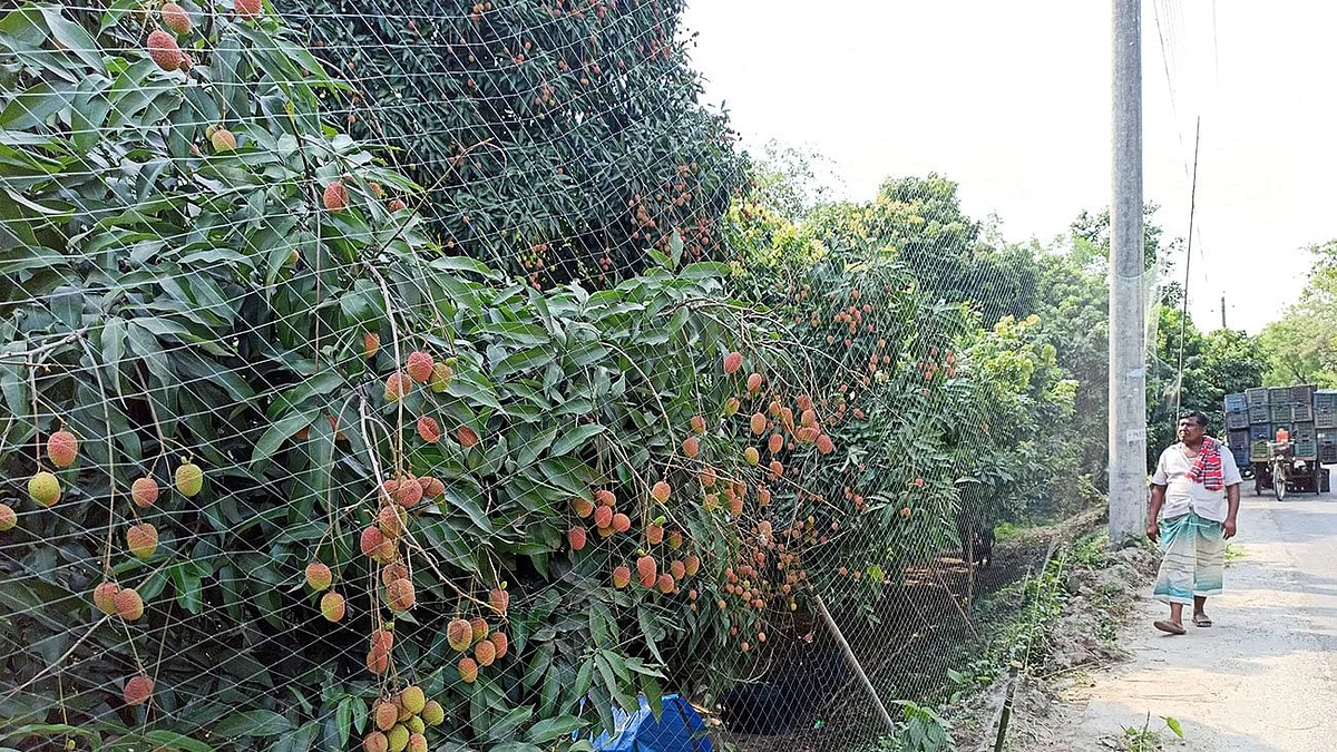 Litchi bats and their use of nets