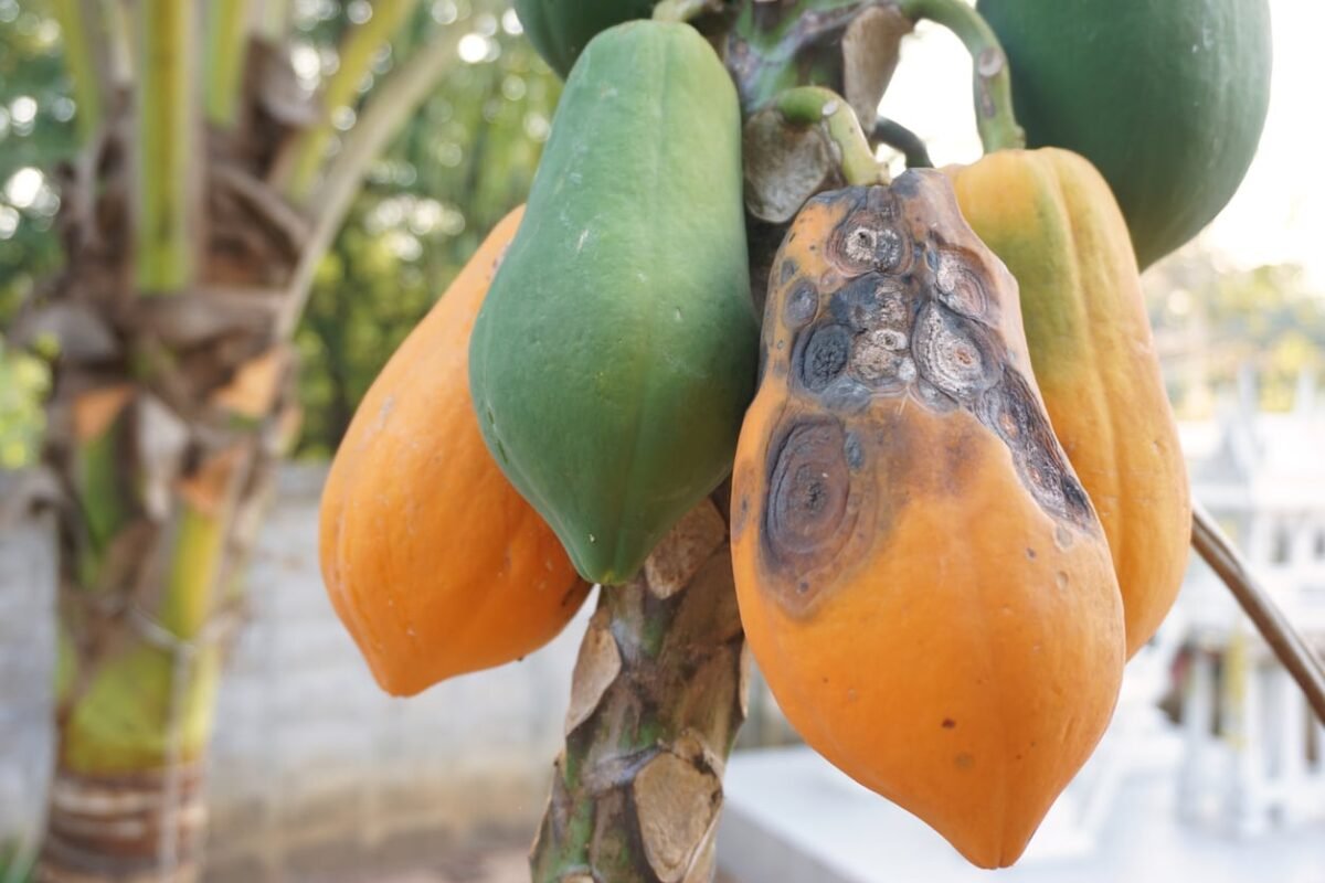 Anthracnose disease of papaya