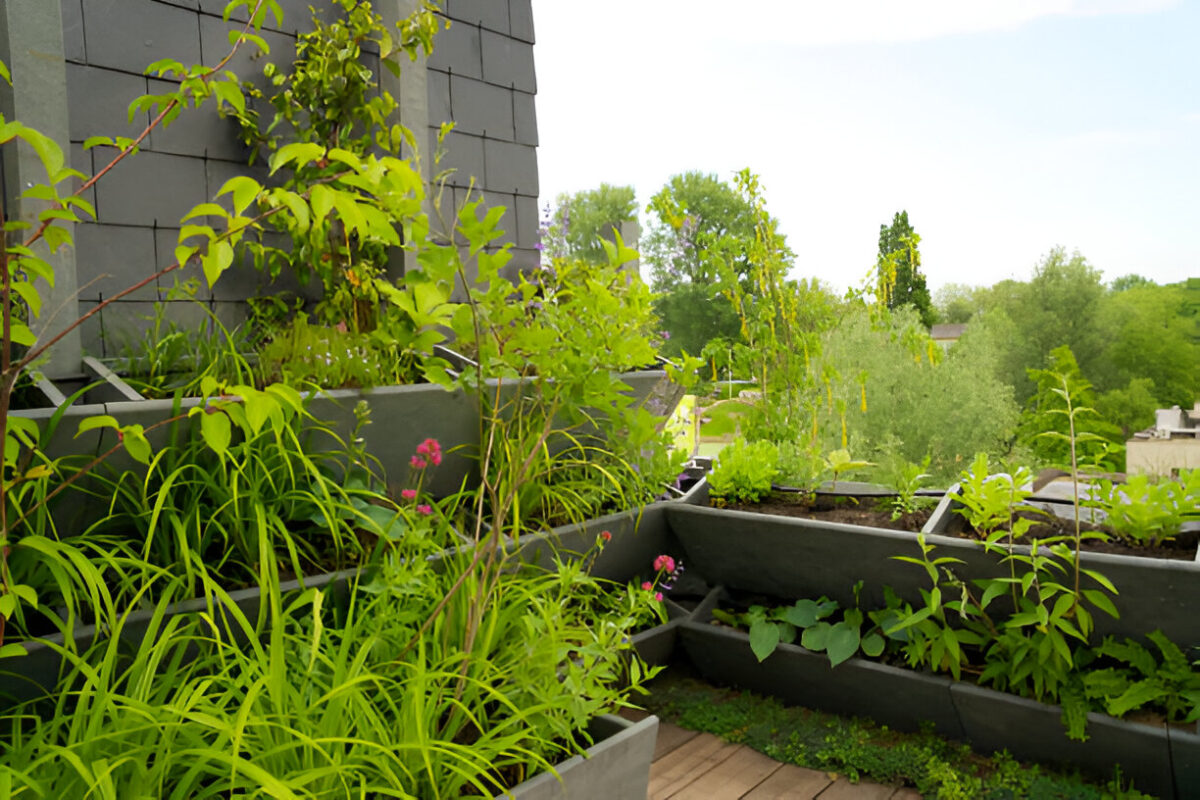 Cultivation method of fruit in Roof gardens