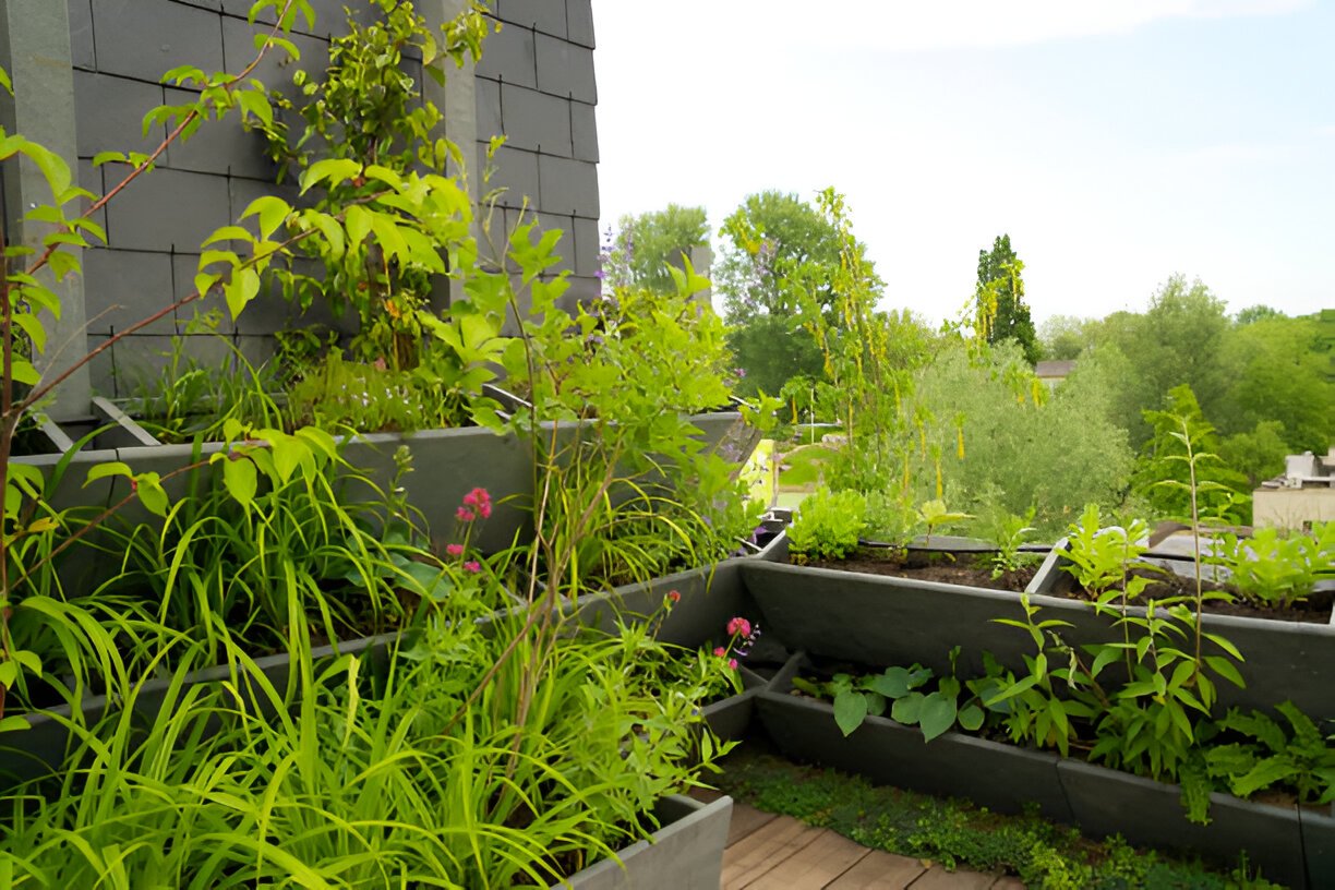 Cultivation method of fruit in Roof gardens