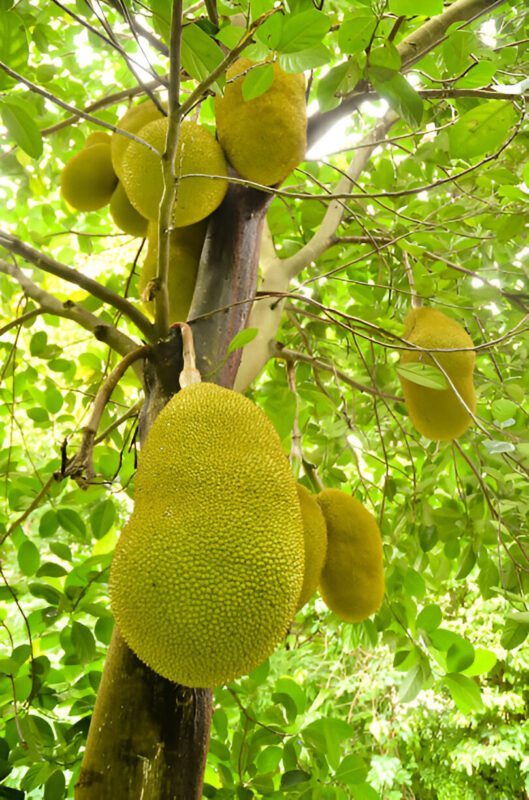 jackfruit tree