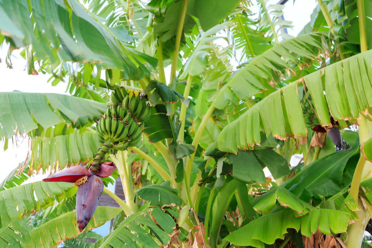 Banana Panama disease