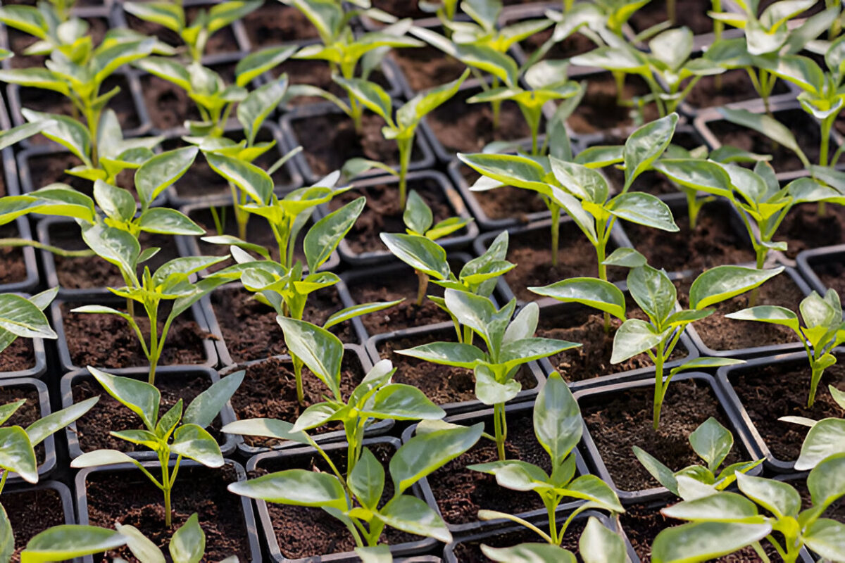 Dos of vegetable cultivation