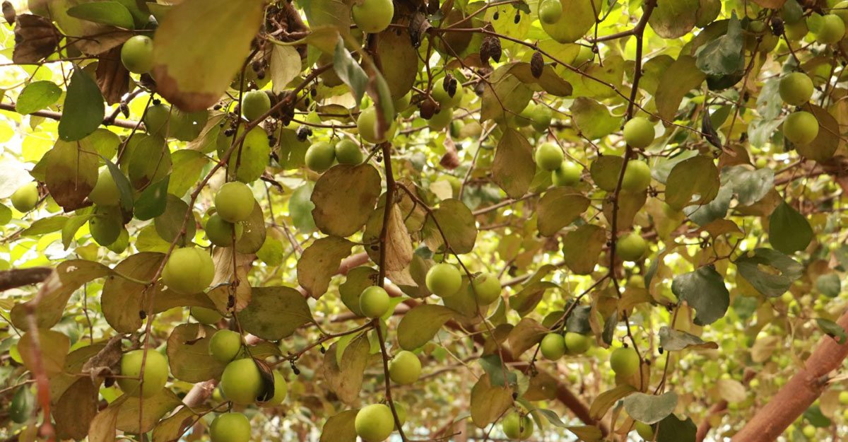 Cultivation plums on the roof