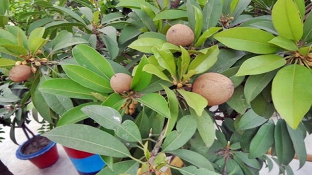 Cultivation of Sapodilla on the roof