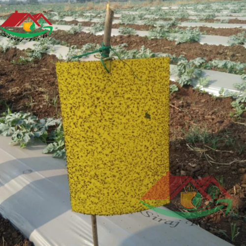 How to use yellow sticky traps for pest control