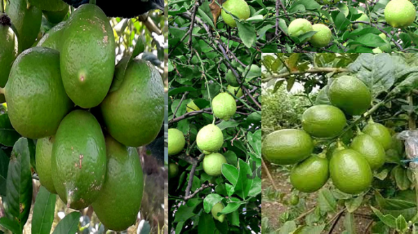 Different types of lemons