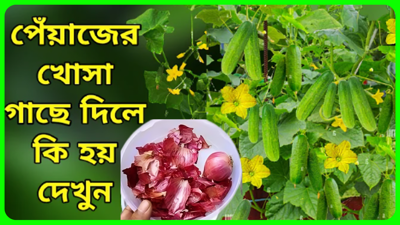 Homemade natural fertilizer