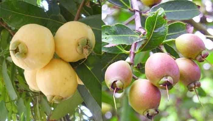 Cultivation of rose hips on the roof