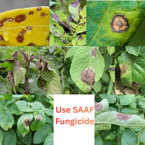 Use SAAF Fungicide
