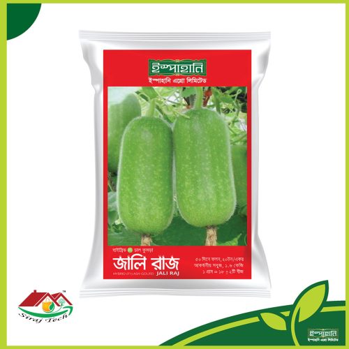 Jali Raj Ash Gourd Seed