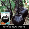Black Palm Brinjal