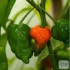 Bombay Chili seeds