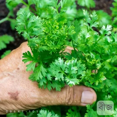 Coriander Seeds