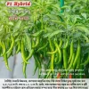 Hybrid Chili Rani Lanka