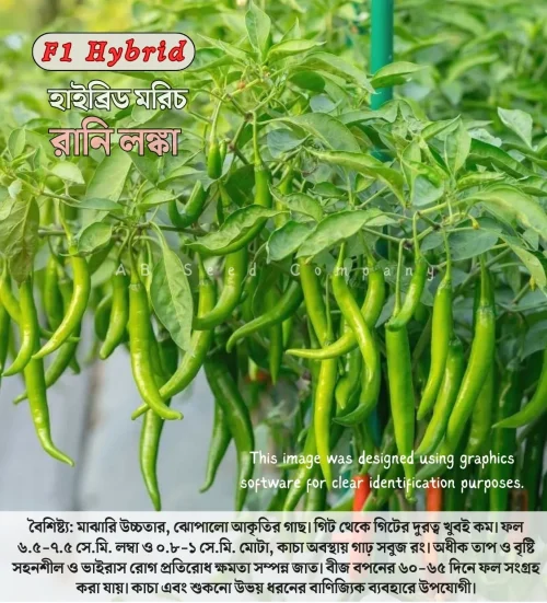 Hybrid Chili Rani Lanka