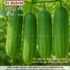 Hybrid Cucumber Asim 33