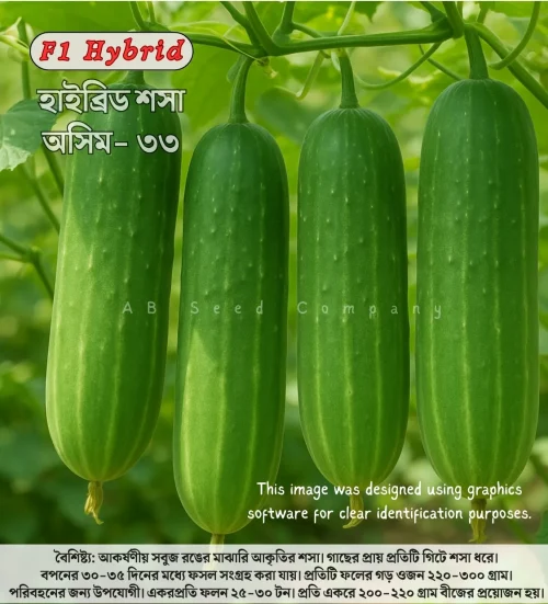 Hybrid Cucumber Asim 33