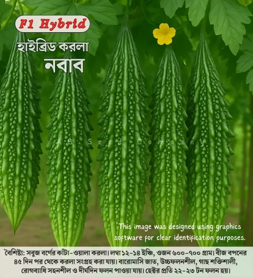 Hybrid Karla seeds Nawab