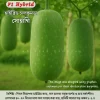 Hybrid Pumpkin Seeds Sohagi 45