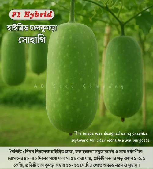 Hybrid Pumpkin Seeds Sohagi 45