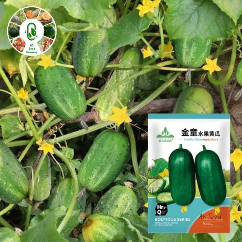 Khira seeds