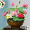 Lotus Flower Seeds