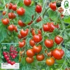 Red Cherry Tomato Seeds