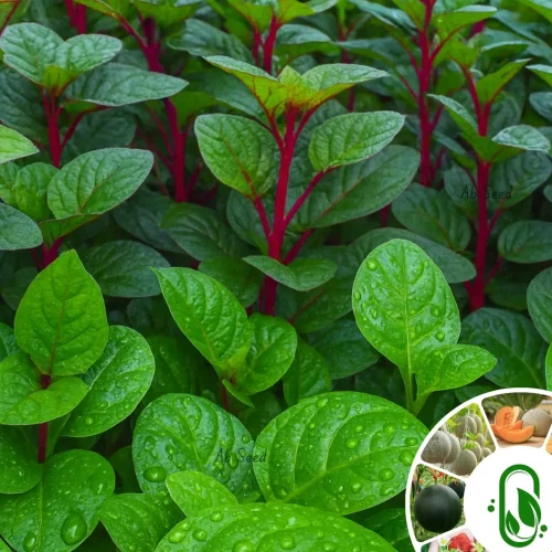 Red Spinach