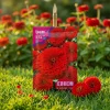 Red Zinnia