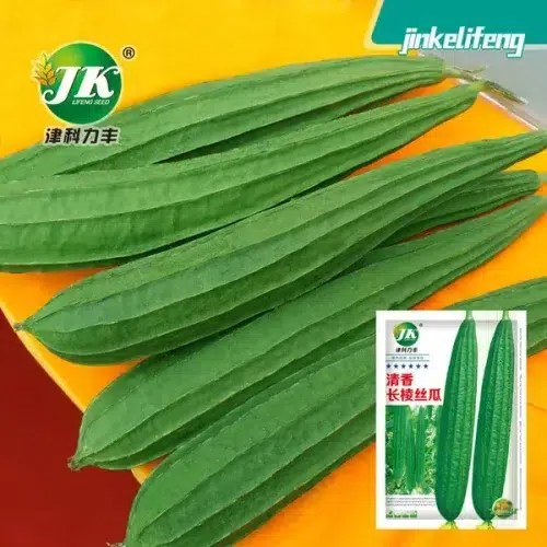 Ridge Gourd