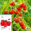 Tomato Seeds