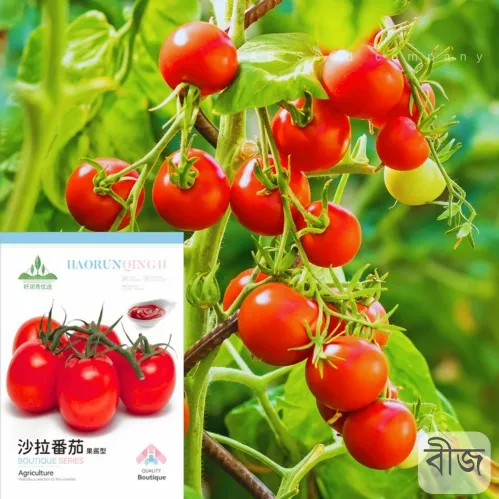 Tomato Seeds