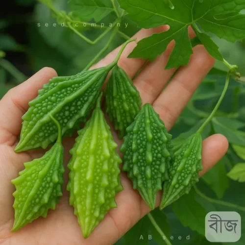 Hybrid-choto-korola-usta. ছোট করলা বা উস্তের বীজ